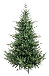 Δέντρο Torondo