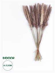 GloboStar Αποξηραμένο Φυτό Pampas grass Καφέ 50cm