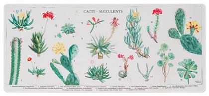 Grupo Erik Botanical Cacti XXL 800mm
