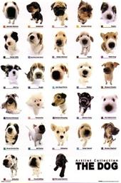 POSTER DOG COLLECTION 61 X 91.5 CM από το Plus4u